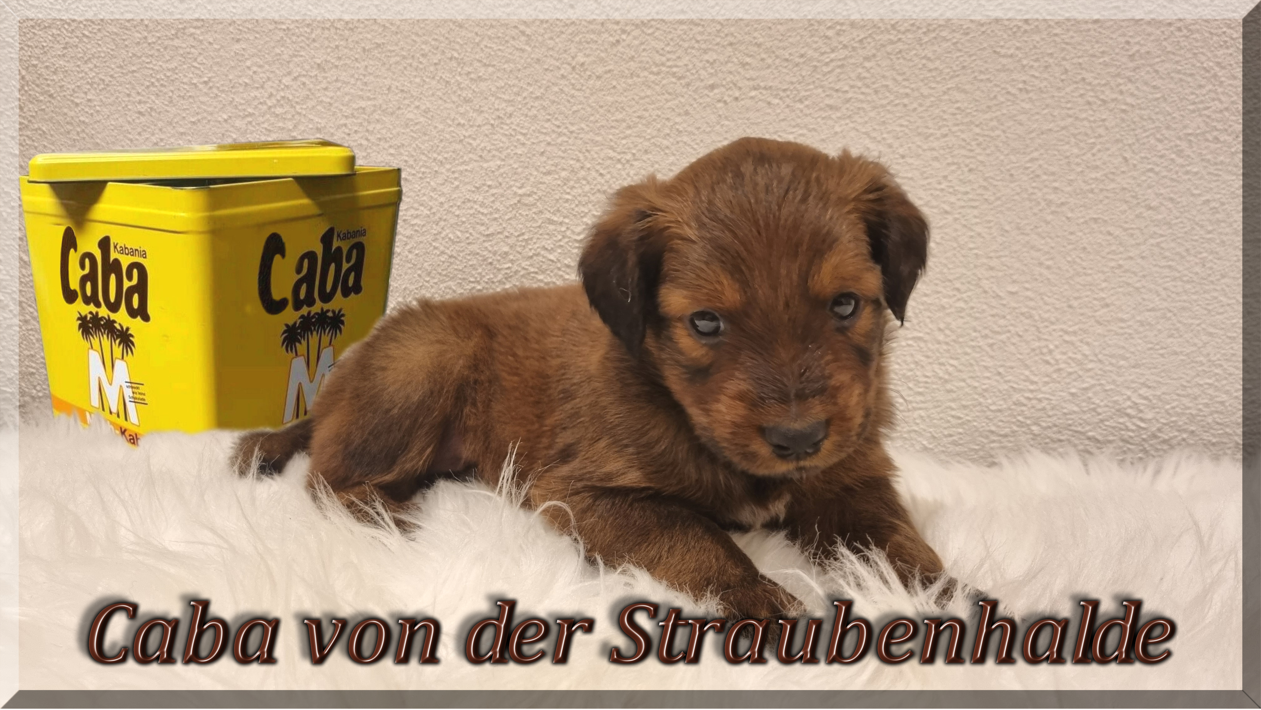 Wäller von der Straubenhalde